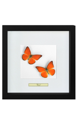 Dekoratívny rám s dvoma motýľmi "Appias Nero"