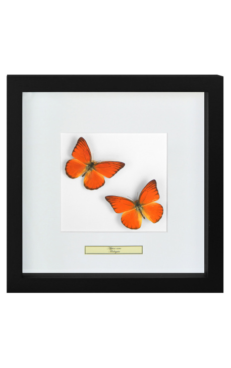 Marco decorativo con dos mariposas "Appias Nero"