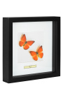 Decoratief frame met twee vlinders "Appias Nero"