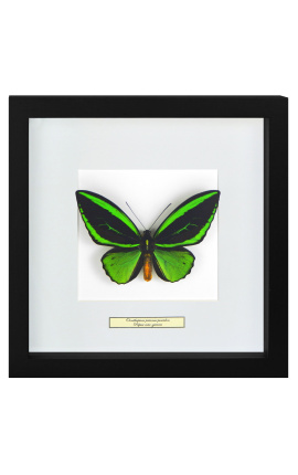 Cadru decorativ cu un fluture "Ornithoptera Priamus Poseidon - mascul"