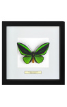 Cadre décoratif avec papillon "Ornithoptera Priamus Poseidon"