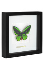 Decoratief frame met een vlinder "Ulysses Ulysses"