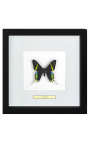 Quadro decorativo com uma borboleta "Urania Leilus"