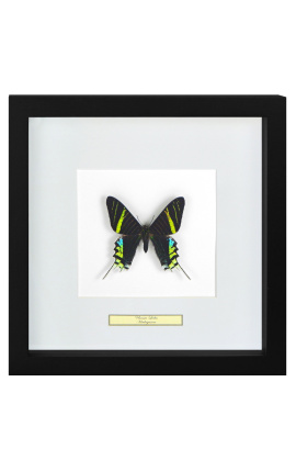 Quadro decorativo com uma borboleta "Urania Leilus"