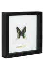 Quadro decorativo com uma borboleta "Urania Leilus"