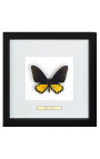 Cadru decorativ cu un fluture "Ornithoptera Troide- Mascul"