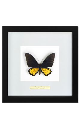 Dekoratívny rám s motýlom "Ornithoptera Troide- samec"