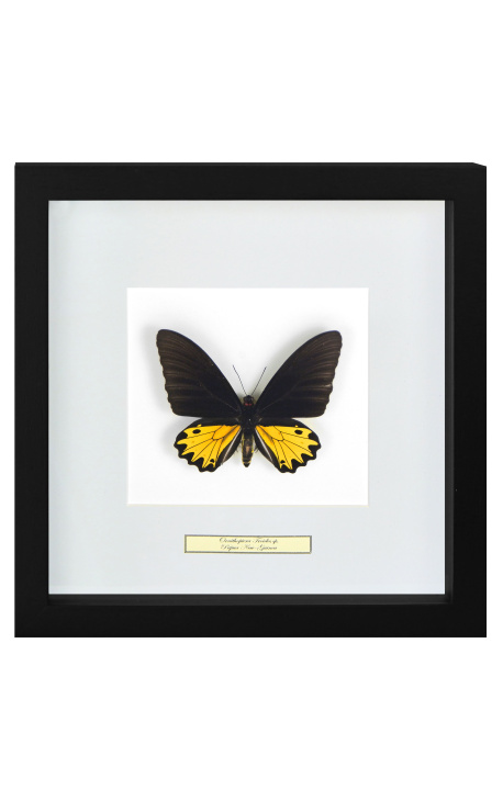 Cadru decorativ cu un fluture "Ornithoptera Troide- Mascul"