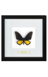 Decorative frame with a butterfly "Ornithoptera Troide- Male"