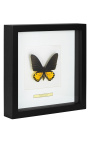 Cadru decorativ cu un fluture "Ornithoptera Troide- Mascul"