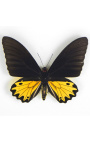 Cadru decorativ cu un fluture "Ornithoptera Troide- Mascul"