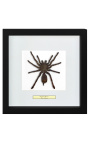 Decoratief frame met een tarantula spin "Eurypeima spinicrus"