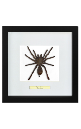 Telaio decorativo con ragno tarantula "Eurypeima Spinicrus"