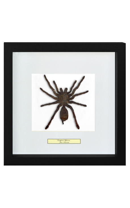 Decoratief frame met een tarantula spin "Eurypeima spinicrus"