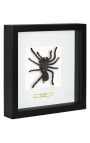 Decoratief frame met een tarantula spin "Eurypeima spinicrus"