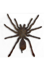 Dekoratívny rám s pavúkom tarantula "Eurypeima spinicrus"