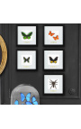 Telaio decorativo con farfalla "Ornithoptera Priamus Poseidon - Maschio"