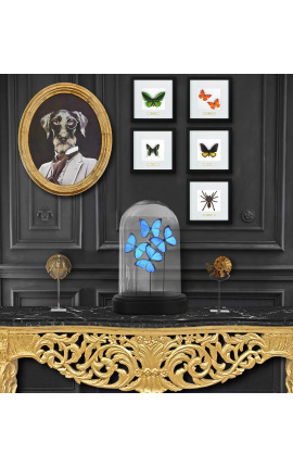 Telaio decorativo con farfalla &quot;Ornithoptera Priamus Poseidon - Maschio&quot;