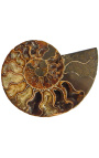 Nautilus skamieniały na metalowej podstawie