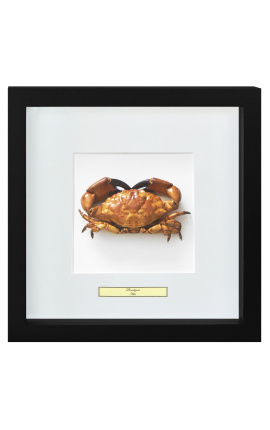 Decoratief raam met een echte krab "Brachyura"