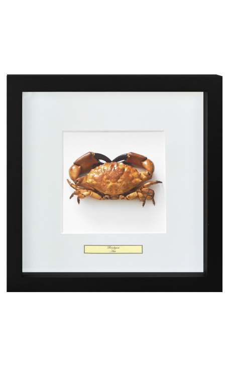 Cadru decorativ cu un crab adevărat "Brachyura"