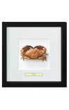 Cadru decorativ cu un crab adevărat "Brachyura"