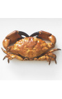 Cadru decorativ cu un crab adevărat "Brachyura"