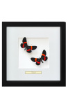 Decoratief frame met twee vlinders "Miliona Drucei"