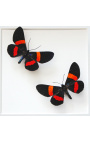 Dekoratívny rám s dvoma motýľmi "Miliona Drucei"