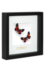 Decoratief frame met twee vlinders "Miliona Drucei"