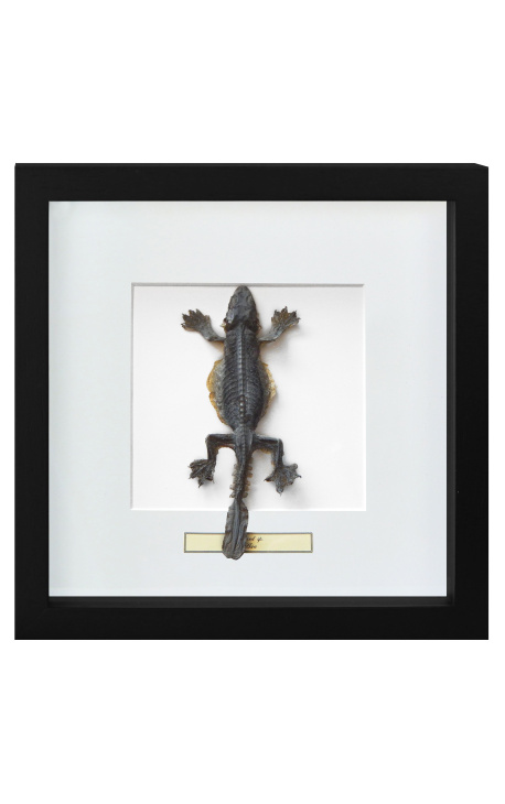 Quadro decorativo com um lagarto "Lisard Sp."