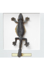 Quadro decorativo com um lagarto "Lisard Sp."