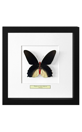 Dekoratívny rám s motýlom "Atrophaneura Semperi Albofasciata - samec"
