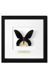 Decorative frame with a butterfly "Atrophaneura Semperi Albofasciata - Male"