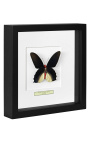 Quadro decorativo com uma borboleta "Atrophaneura Semperi Albofasciata - Homem"