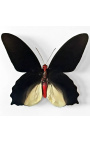 Dekoratívny rám s motýlom "Atrophaneura Semperi Albofasciata - samec"