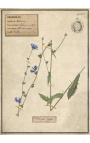 Súprava zo 4 herbárií s béžovým rámom (Serie 2)