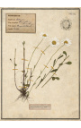 Súprava zo 4 herbárií s béžovým rámom (Serie 2)