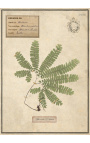 Súprava zo 4 herbárií s béžovým rámom (Serie 3)