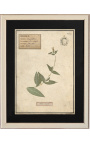 Súprava zo 4 herbárií s béžovým rámom (Serie 3)