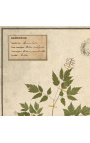 Súprava zo 4 herbárií s béžovým rámom (Serie 4)