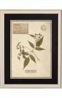 Súprava zo 4 herbárií s béžovým rámom (Serie 4)