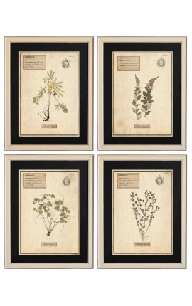 Набор 4 гербарий с бежевыми рамами (Серия 1)