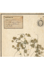 Súprava zo 4 herbárií s béžovým rámom (Serie 1)
