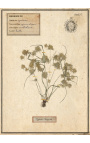 Súprava zo 4 herbárií s béžovým rámom (Serie 1)