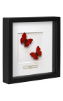 Decoratief frame met twee vlinders "Cymothoe Sangaris"