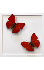 Dekoratívny rám s dvoma motýľmi "Cymothoe Sangaris"