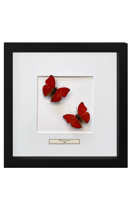 Dekoratívny rám s dvoma motýľmi "Cymothoe Sangaris"