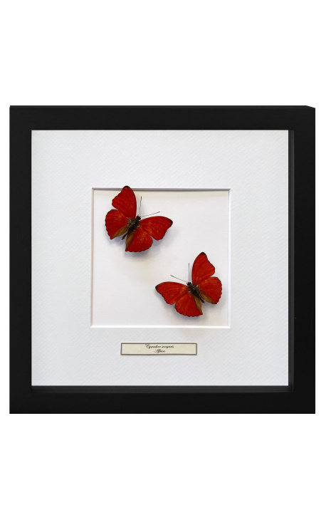 Decoratief frame met twee vlinders "Cymothoe Sangaris"