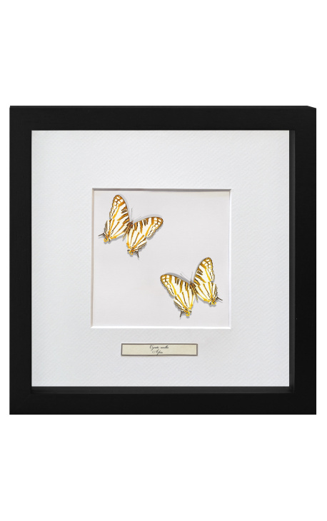 Decoratief frame met twee vlinders "Cyrestis Camillus"